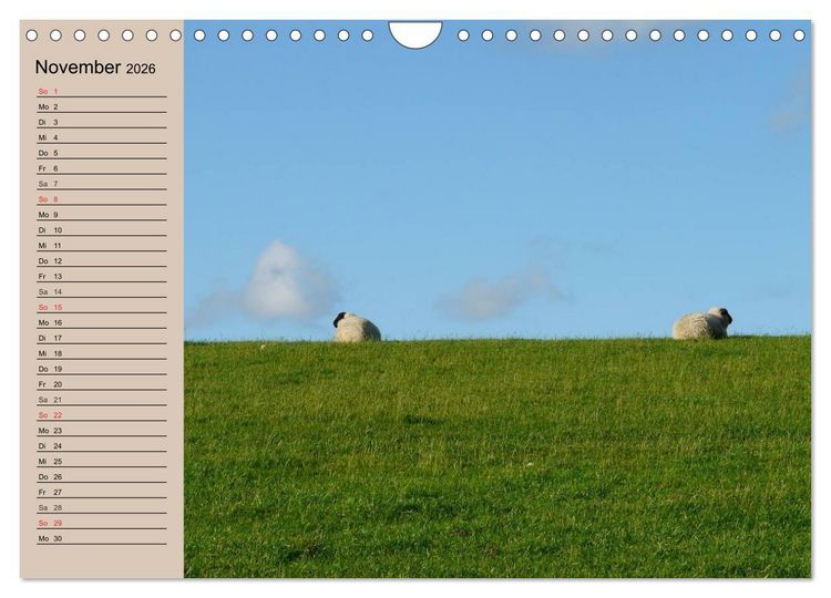 Produktbild: Schafe z&auml;hlen leicht gemacht! (Wandkalender 2026 DIN A4 quer), CALVENDO Monatskalender