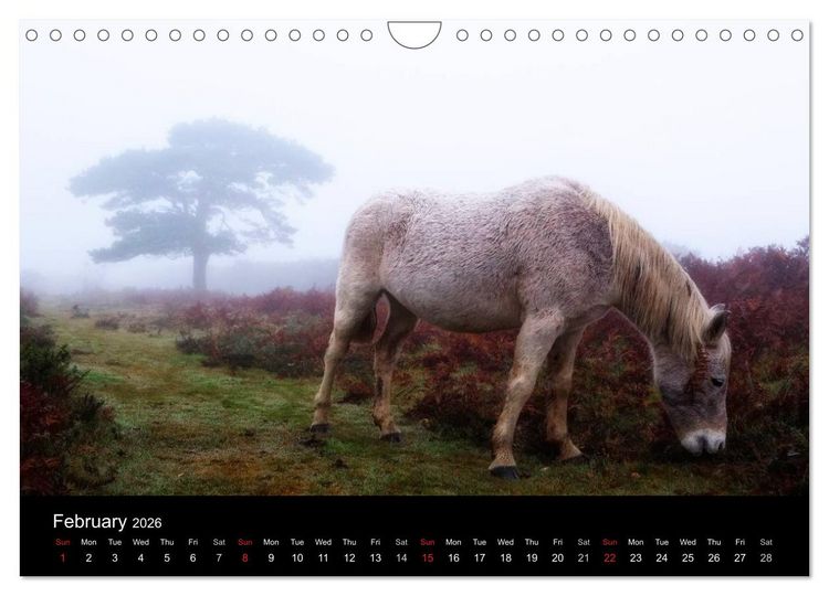Produktbild: New Forest Hampshire (Wall Calendar 2026 DIN A4 landscape), CALVENDO 12 Month Wall Calendar