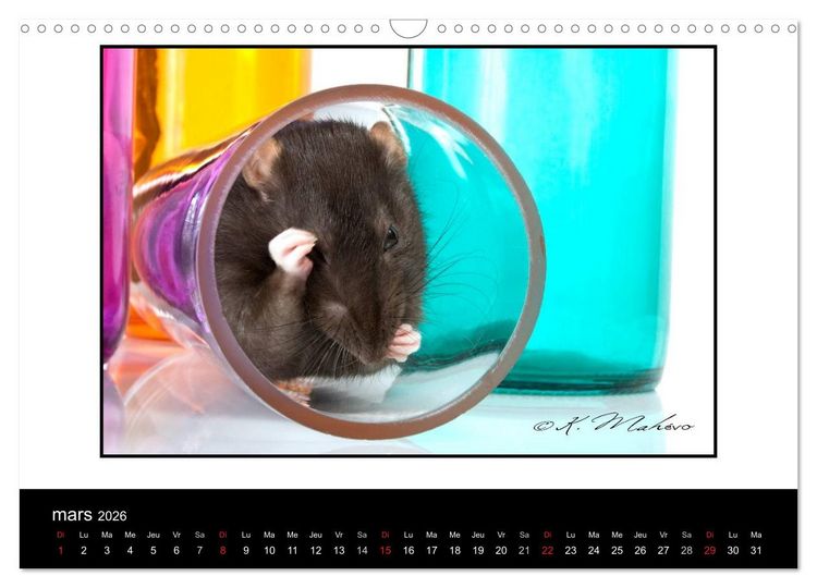 Produktbild: Ratte Ouille (Calendrier mural 2026 DIN A3 vertical), CALVENDO calendrier mensuel
