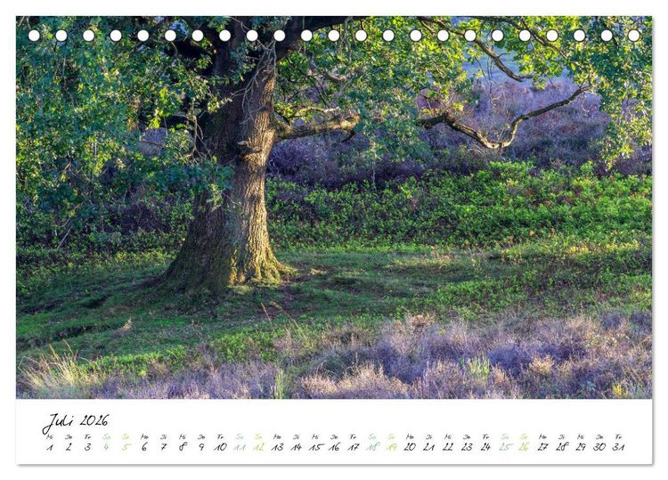 Produktbild: In der Welt der B&auml;ume (Tischkalender 2026 DIN A5 quer), CALVENDO Monatskalender
