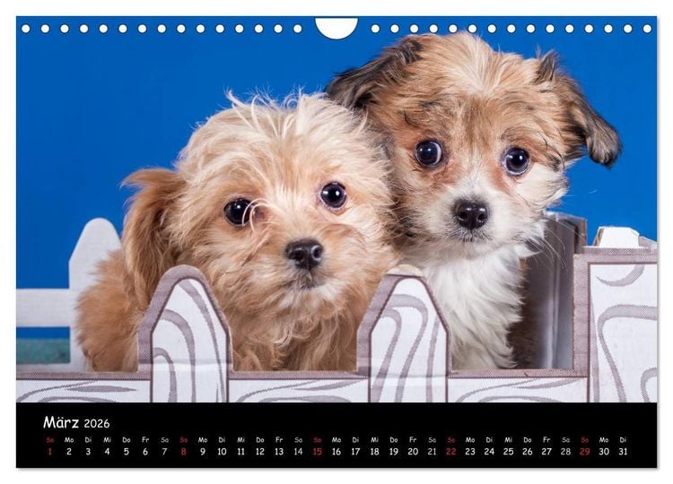 Produktbild: Bolonka Welpenstube (Wandkalender 2026 DIN A4 quer), CALVENDO Monatskalender