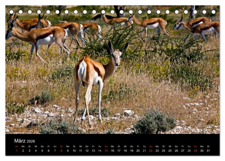 Produktbild: Namibias Tiere: von gro&szlig; bis klein (Tischkalender 2026 DIN A5 quer), CALVENDO Monatskalender