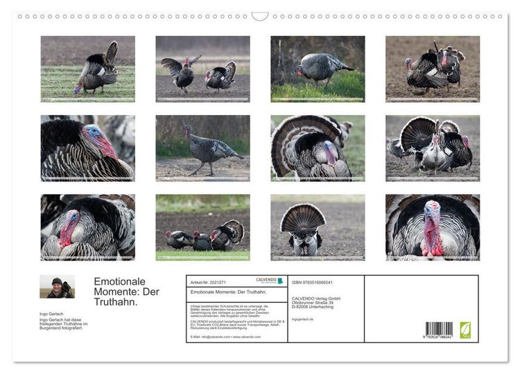 Produktbild: Emotionale Momente: Der Truthahn. (Wandkalender 2026 DIN A2 quer), CALVENDO Monatskalender