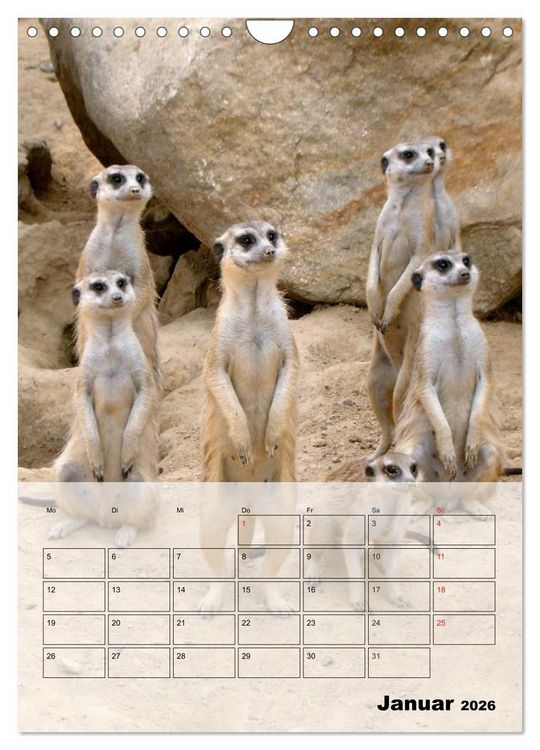 Produktbild: Erdm&auml;nnchen - Afrikas liebenswerte Zwerge (Wandkalender 2026 DIN A4 hoch), CALVENDO Monatskalender