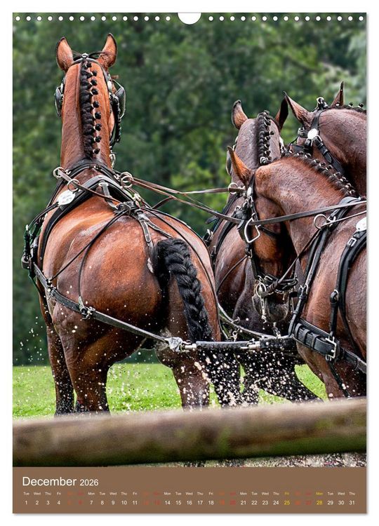 Produktbild: Carriage Driving - Horses in Action (Wall Calendar 2026 DIN A3 portrait), CALVENDO 12 Month Wall Calendar