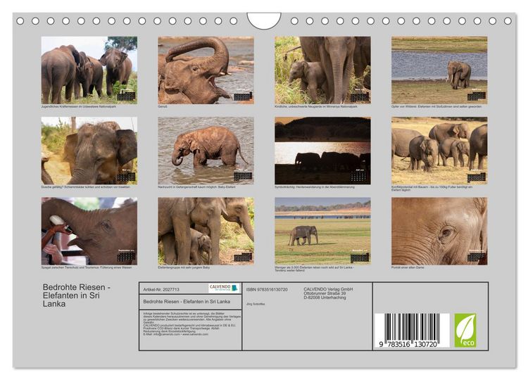 Produktbild: Bedrohte Riesen - Elefanten in Sri Lanka (Wandkalender 2026 DIN A4 quer), CALVENDO Monatskalender