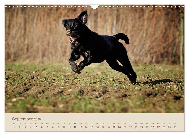 Produktbild: Labrador Retriever (Wandkalender 2026 DIN A3 quer), CALVENDO Monatskalender