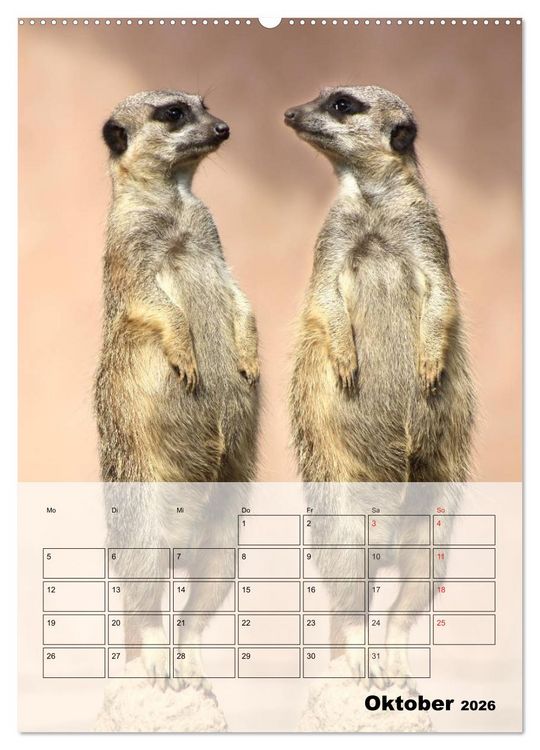 Produktbild: Erdm&auml;nnchen - Afrikas liebenswerte Zwerge (hochwertiger Premium Wandkalender 2026 DIN A2 hoch), Kunstdruck in Hochglanz