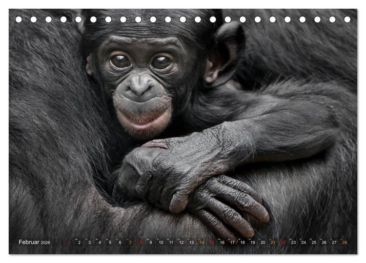 Produktbild: MENSCHENAFFENKINDER 2 (Tischkalender 2026 DIN A5 quer), CALVENDO Monatskalender