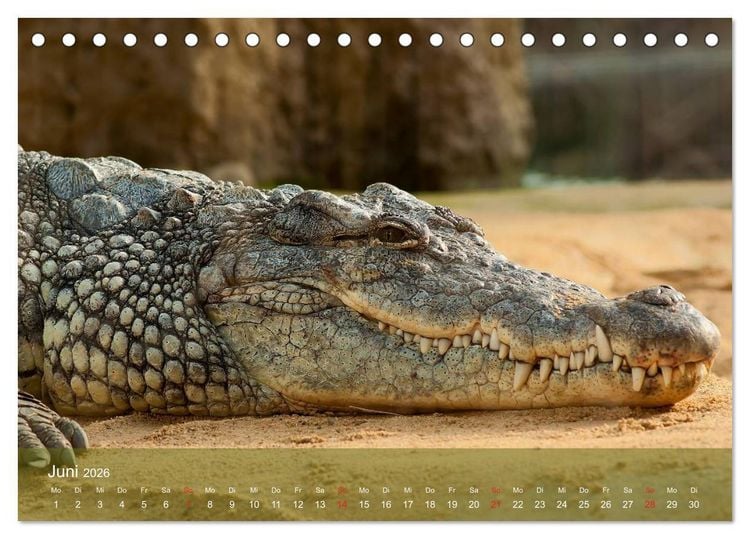 Produktbild: Alligatoren und Co. (Tischkalender 2026 DIN A5 quer), CALVENDO Monatskalender