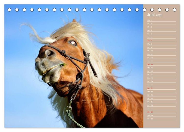 Produktbild: Haflinger / Geburtstagskalender (Tischkalender 2026 DIN A5 quer), CALVENDO Monatskalender