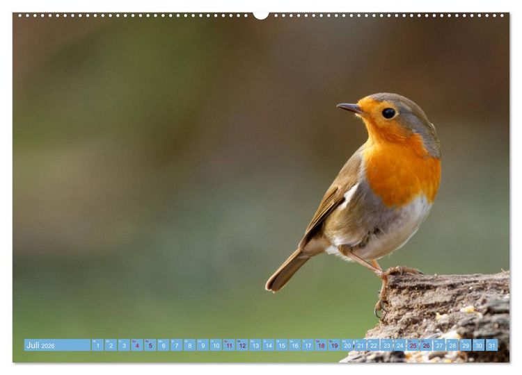 Produktbild: Rotkehlchen - Fotografiert von Ostfriesenfotografie (hochwertiger Premium Wandkalender 2026 DIN A2 quer), Kunstdruck in Hochglanz