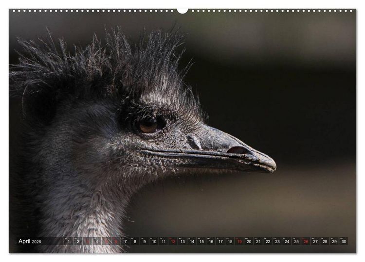 Produktbild: Strau&szlig; & Co. (hochwertiger Premium Wandkalender 2026 DIN A2 quer), Kunstdruck in Hochglanz