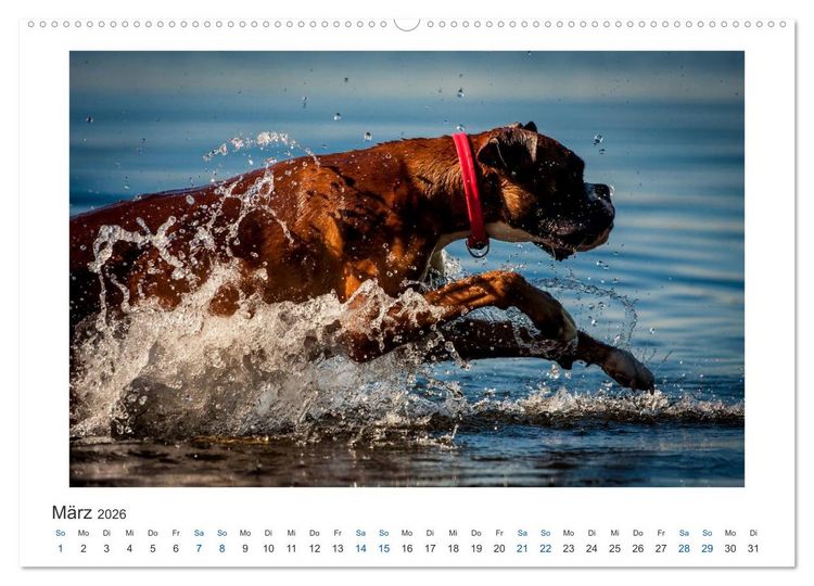 Produktbild: Deutscher Boxer - Boxer im Wasser 2026 (hochwertiger Premium Wandkalender 2026 DIN A2 quer), Kunstdruck in Hochglanz