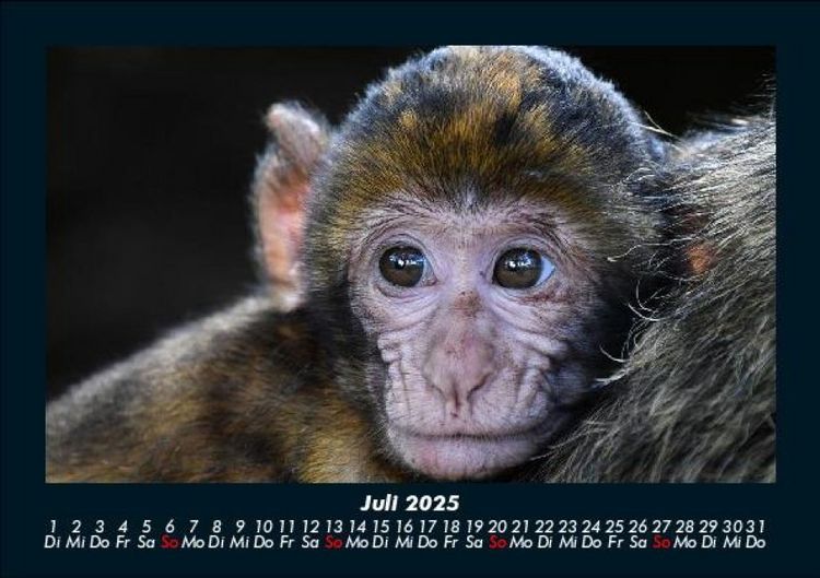 Produktbild: Tiere in der Wildnis 2025 Fotokalender DIN A5