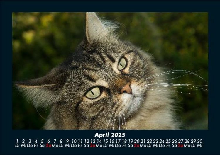 Produktbild: F&uuml;r Katzenfreunde 2025 Fotokalender DIN A5