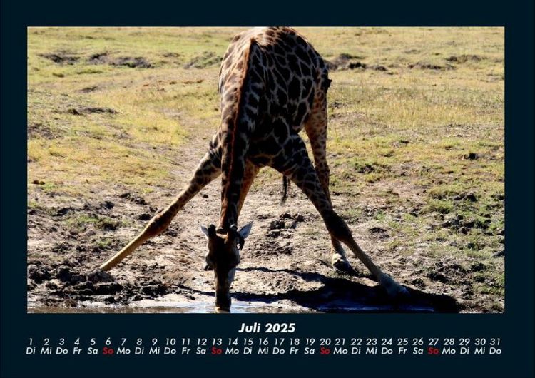Produktbild: Giraffen 2025 Fotokalender DIN A4