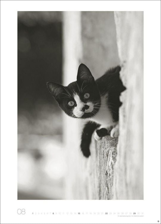 Produktbild: Cats Edition Kalender 2027