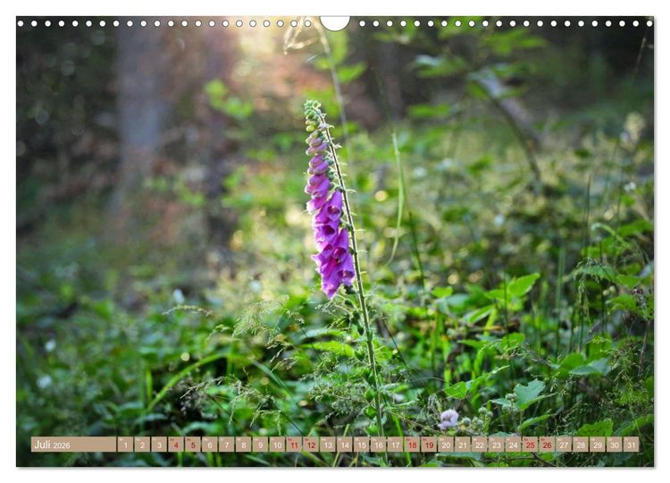 Produktbild: Der Wald - Ort der Ruhe und Besinnung (Wandkalender 2026 DIN A3 quer), CALVENDO Monatskalender