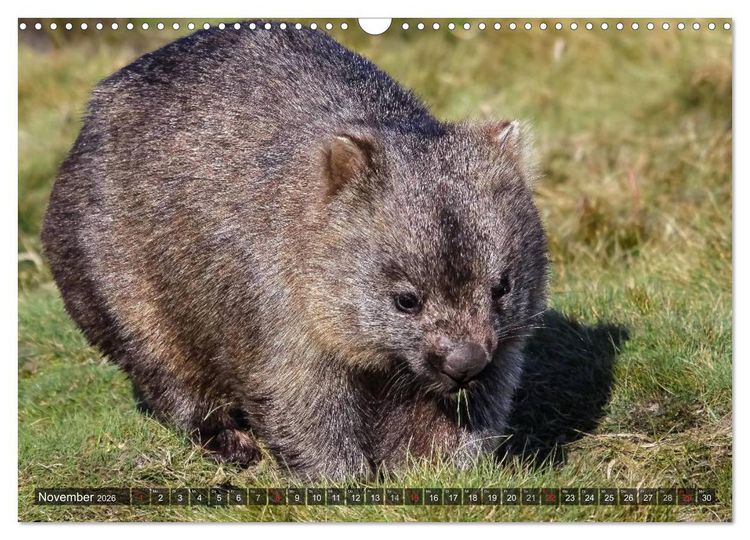 Produktbild: Australien tierisch gut 2026 (Wandkalender 2026 DIN A3 quer), CALVENDO Monatskalender