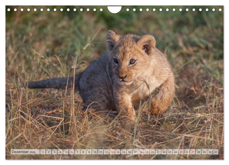 Produktbild: Emotionale Momente: Liebenswerte L&ouml;wenbabys / CH-Version (Wandkalender 2026 DIN A4 quer), CALVENDO Monatskalender