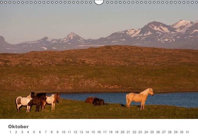 Produktbild: Islandpferde: Gef&auml;hrten der Wikinger (Wandkalender immerw&auml;hrend DIN A3 quer)