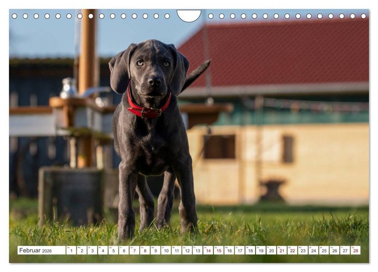 Produktbild: Weimaraner-Labrador (Wandkalender 2026 DIN A4 quer), CALVENDO Monatskalender