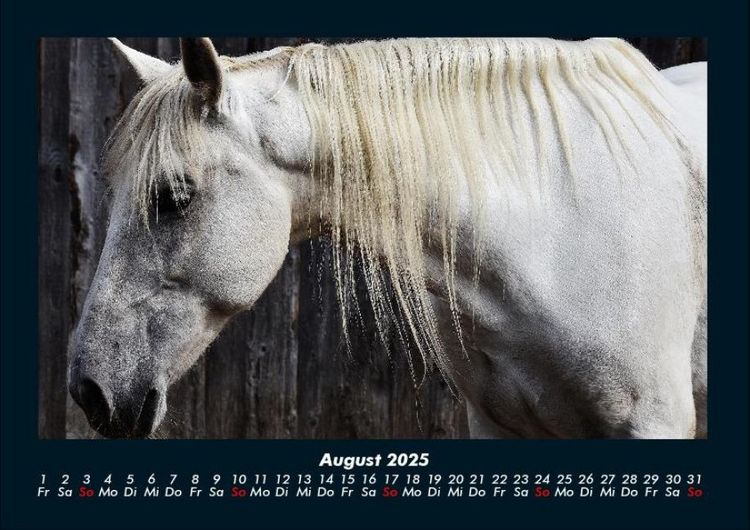 Produktbild: Pferde Kalender 2025 Fotokalender DIN A4