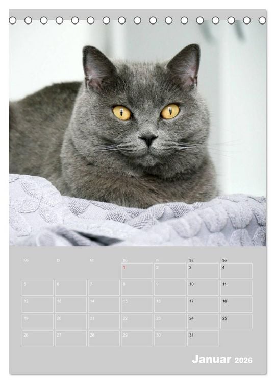 Produktbild: Graue Engel - Britischkurzhaar-Katzen (Tischkalender 2026 DIN A5 hoch), CALVENDO Monatskalender