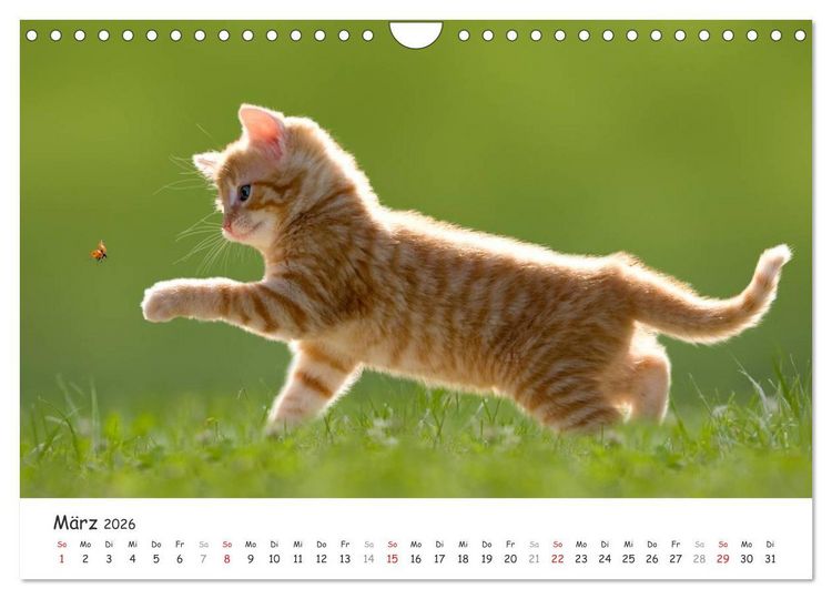 Produktbild: K&auml;tzchen 2026 (Wandkalender 2026 DIN A4 quer), CALVENDO Monatskalender