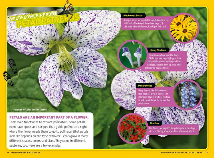 Produktbild: Ultimate Explorer Field Guide: Wildflowers