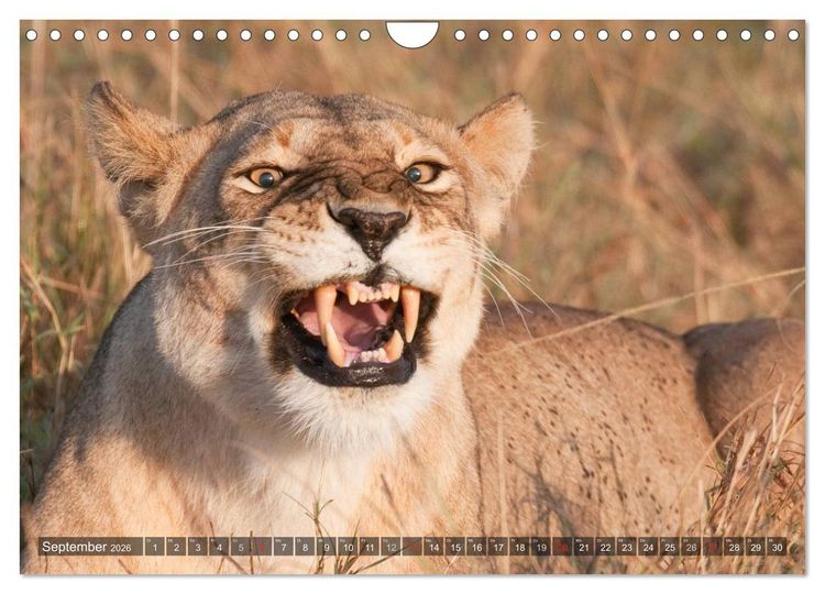 Produktbild: Raubkatzen Afrikas (Wandkalender 2026 DIN A4 quer), CALVENDO Monatskalender
