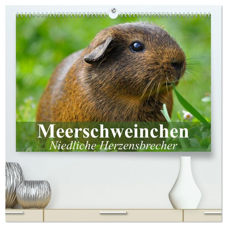 Produktbild: Meerschweinchen Niedliche Herzensbrecher (hochwertiger Premium Wandkalender 2026 DIN A2 quer), Kunstdruck in Hochglanz