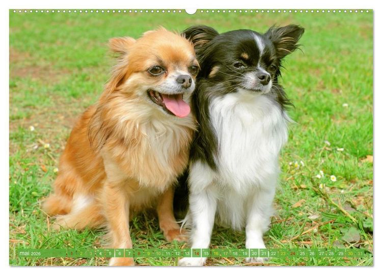 Produktbild: Chihuahua : petit, mais costaud (Calendrier mural 2026 DIN A2 vertical) calendrier de bureau
