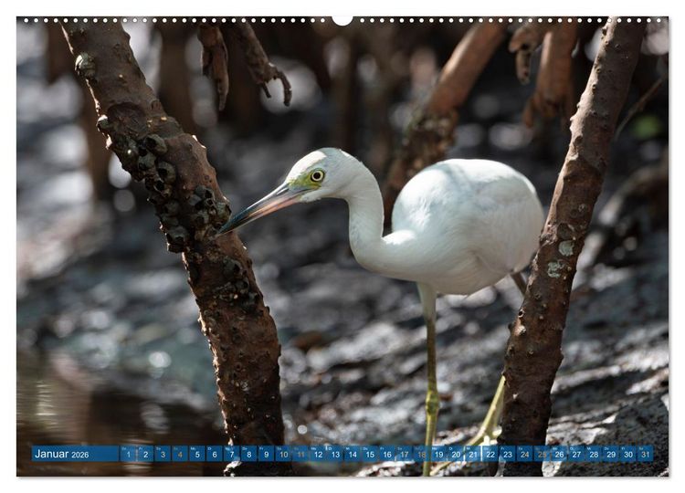 Produktbild: Blaureiher und Dreifarbenreiher (hochwertiger Premium Wandkalender 2026 DIN A2 quer), Kunstdruck in Hochglanz