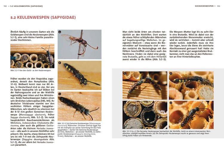 Produktbild: Wildbienen haben es auch nicht leicht