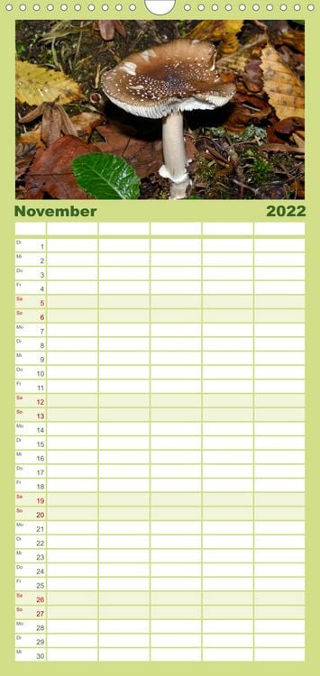 Produktbild: Familienplaner Pilze, Pilze (Wandkalender 2022 , 21 cm x 45 cm, hoch)