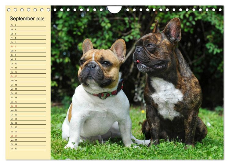 Produktbild: Franz&ouml;sische Bulldogge - Clown auf 4 Pfoten (Wandkalender 2026 DIN A4 quer), CALVENDO Monatskalender