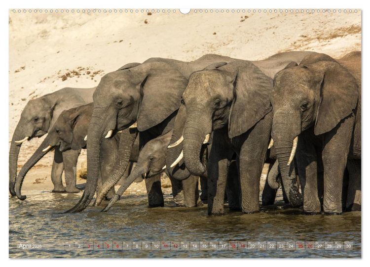 Produktbild: Elefanten in Afrika - Die mit den gro&szlig;en Ohren (Wandkalender 2026 DIN A2 quer), CALVENDO Monatskalender