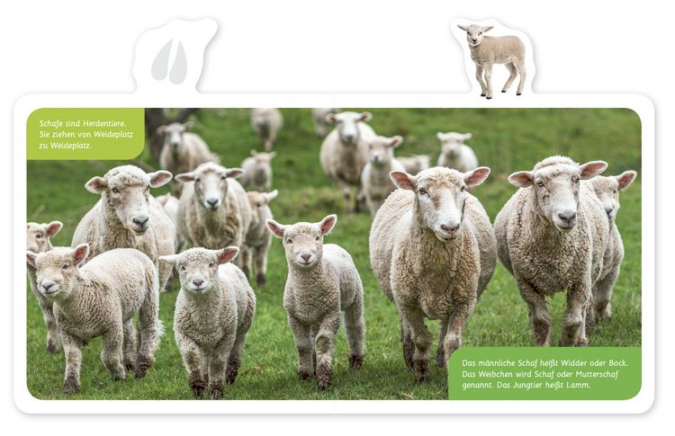 Produktbild: Das Schaf