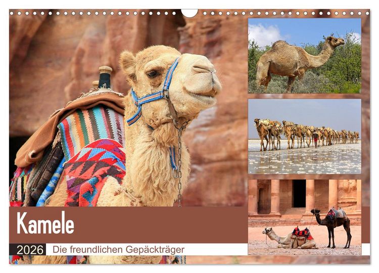 Produktbild: Kamele - Die freundlichen Gep&auml;cktr&auml;ger (Wandkalender 2026 DIN A3 quer), CALVENDO Monatskalender