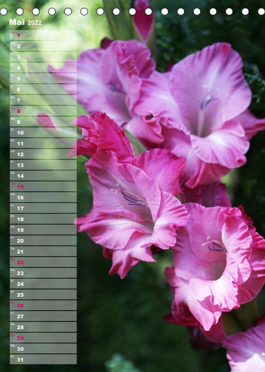 Produktbild: Gladiolenpracht (Tischkalender 2022 DIN A5 hoch)