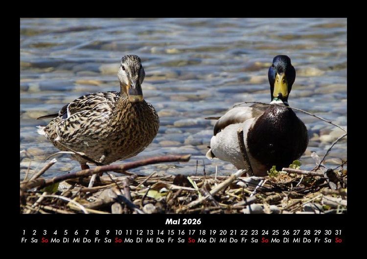 Produktbild: Enten 2026 Fotokalender DIN A3