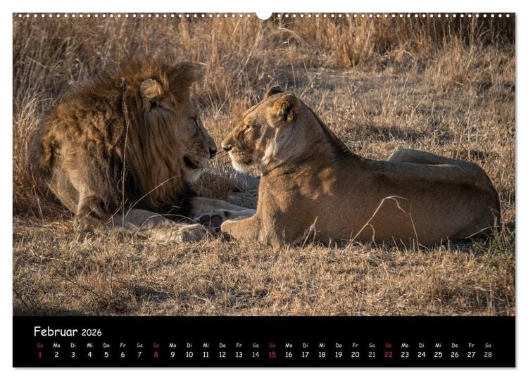 Produktbild: Tier-Momente in Afrika (hochwertiger Premium Wandkalender 2026 DIN A2 quer), Kunstdruck in Hochglanz