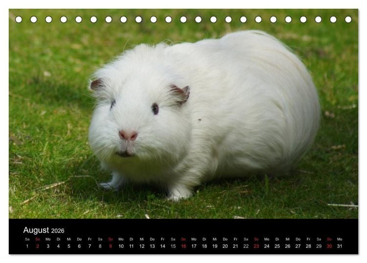 Produktbild: Meerschweinchen und Zwergkaninchen (Tischkalender 2026 DIN A5 quer), CALVENDO Monatskalender