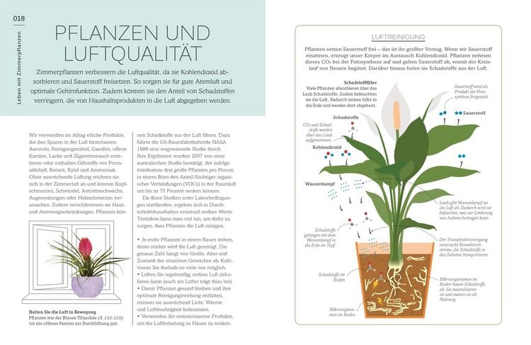 Produktbild: Meine Zimmerpflanze und ich