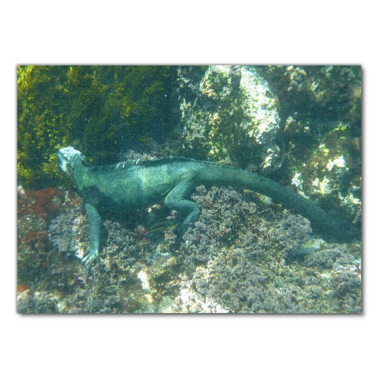 Produktbild: Lais Puzzle Meerechse Galapagos Iguana 1000 Teile