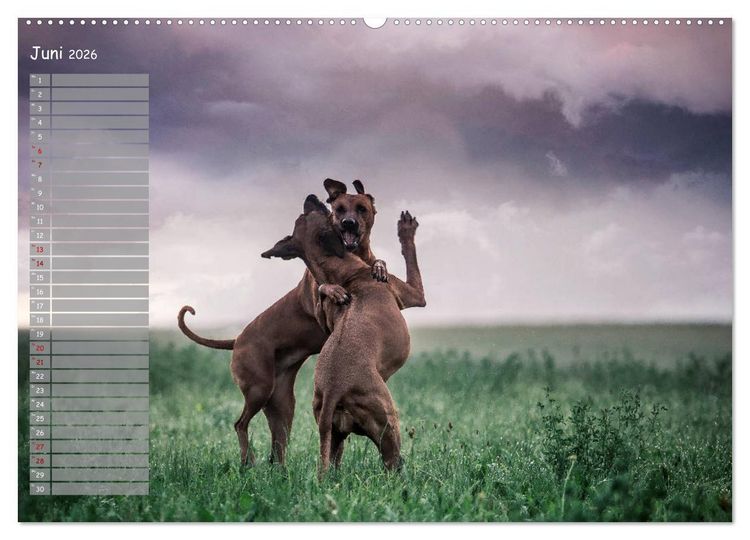 Produktbild: Rhodesian Ridgeback - Herzen auf vier Pfoten (Wandkalender 2026 DIN A2 quer), CALVENDO Monatskalender