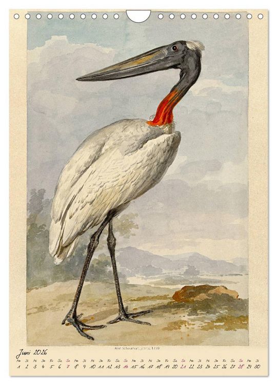 Produktbild: Aert Schouman. V&Ouml;GEL (Wandkalender 2026 DIN A4 hoch), CALVENDO Monatskalender