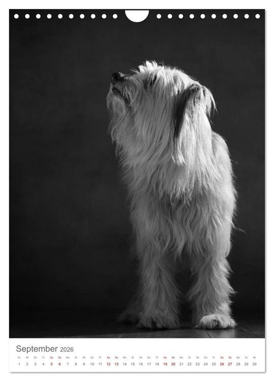 Produktbild: Fine Art Hundeportraits (Wandkalender 2026 DIN A4 hoch), CALVENDO Monatskalender